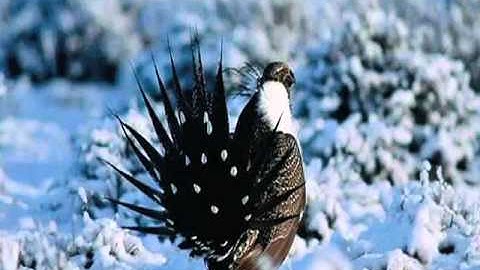 Greater Sage Grouse Conservation Initiative