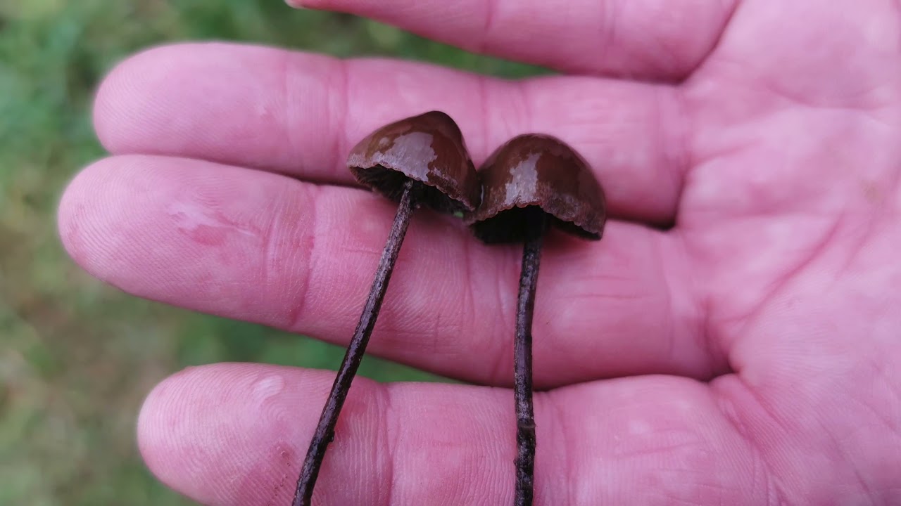 Walks in Surrey: Abinger Common via Leith Hill and Holmbury St Mary.