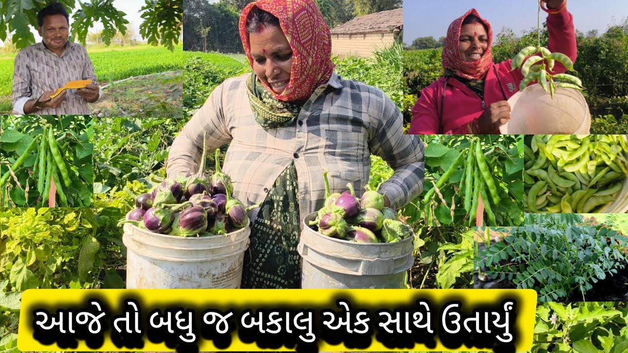 આજે તો બધુ જ બકાલુ એક સાથે ઉતાર્યું 🍆🥒🫛🫑🌿🌱🍆😇🥰🤗😇