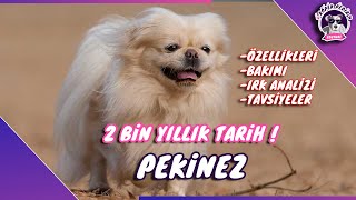 Pekinez Yavru(PEKİNEZ YAVRU SİZE UYGUNMU)