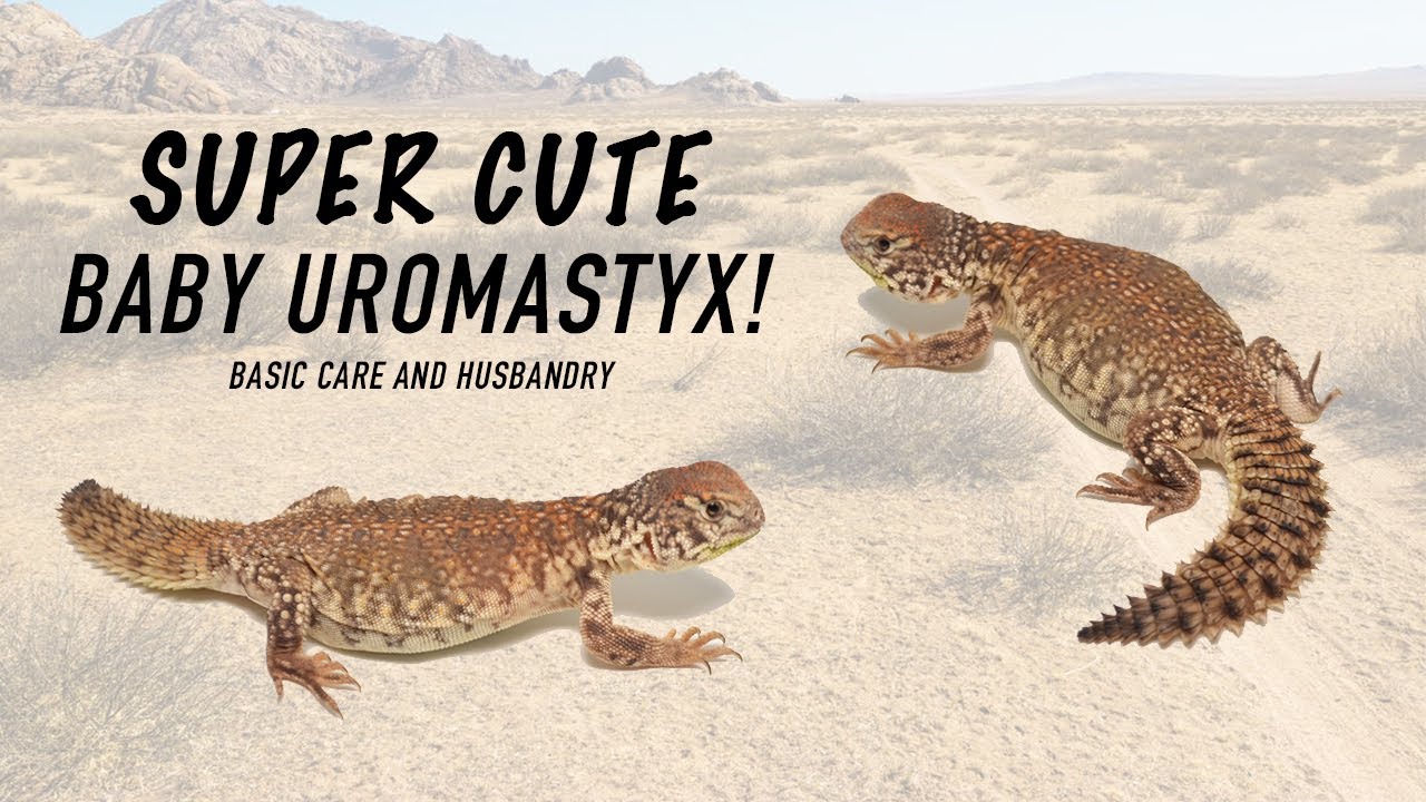 Uromastyx Basics! (Moroccan Uromastyx), image size:1280x720