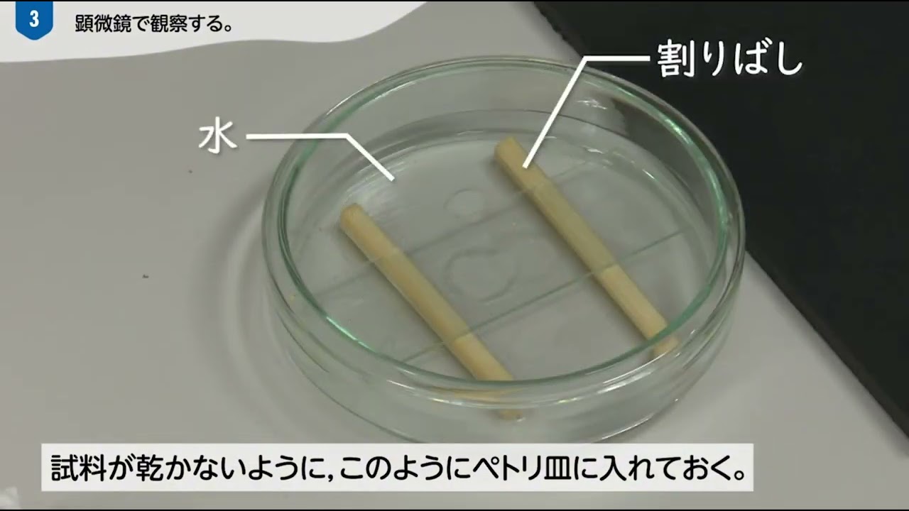 中3【生物】花粉管の観察 - YouTube