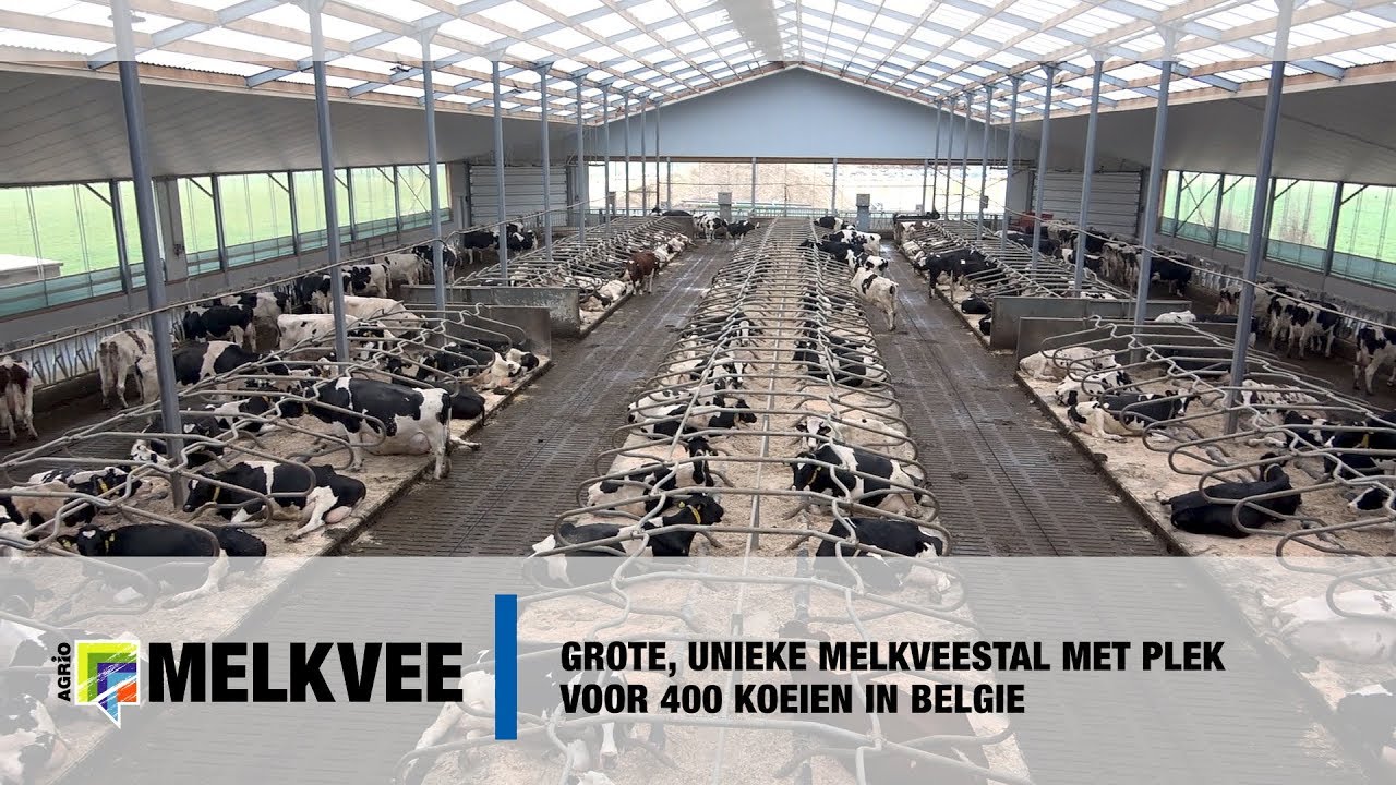 Grote unieke melkveestal met plek voor 400 koeien in Belgie