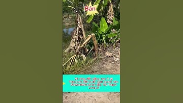 24 công đất ruộng,xã tân lập,tân Thạnh,Long an.giá:150tr/ công