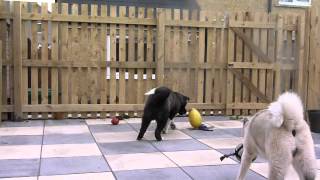 Famous Toshi with the egg Net Worth