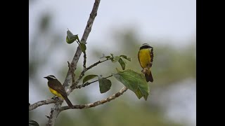 Panama-Birds and Wildlife of the Canal Zone, Pt 4 by Mark & Sandra Dennis 121 views 1 year ago 12 minutes, 46 seconds