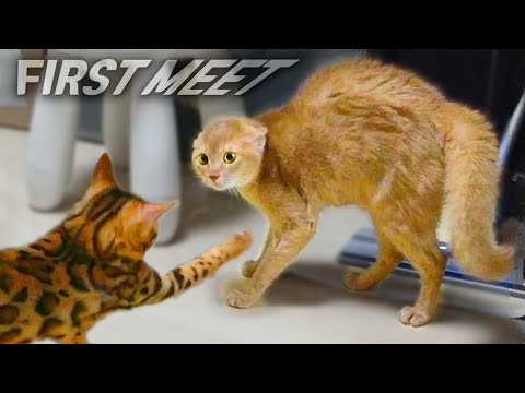 Video: Katzen Vorstellen Cat