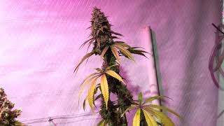 Sticky Larry Strain