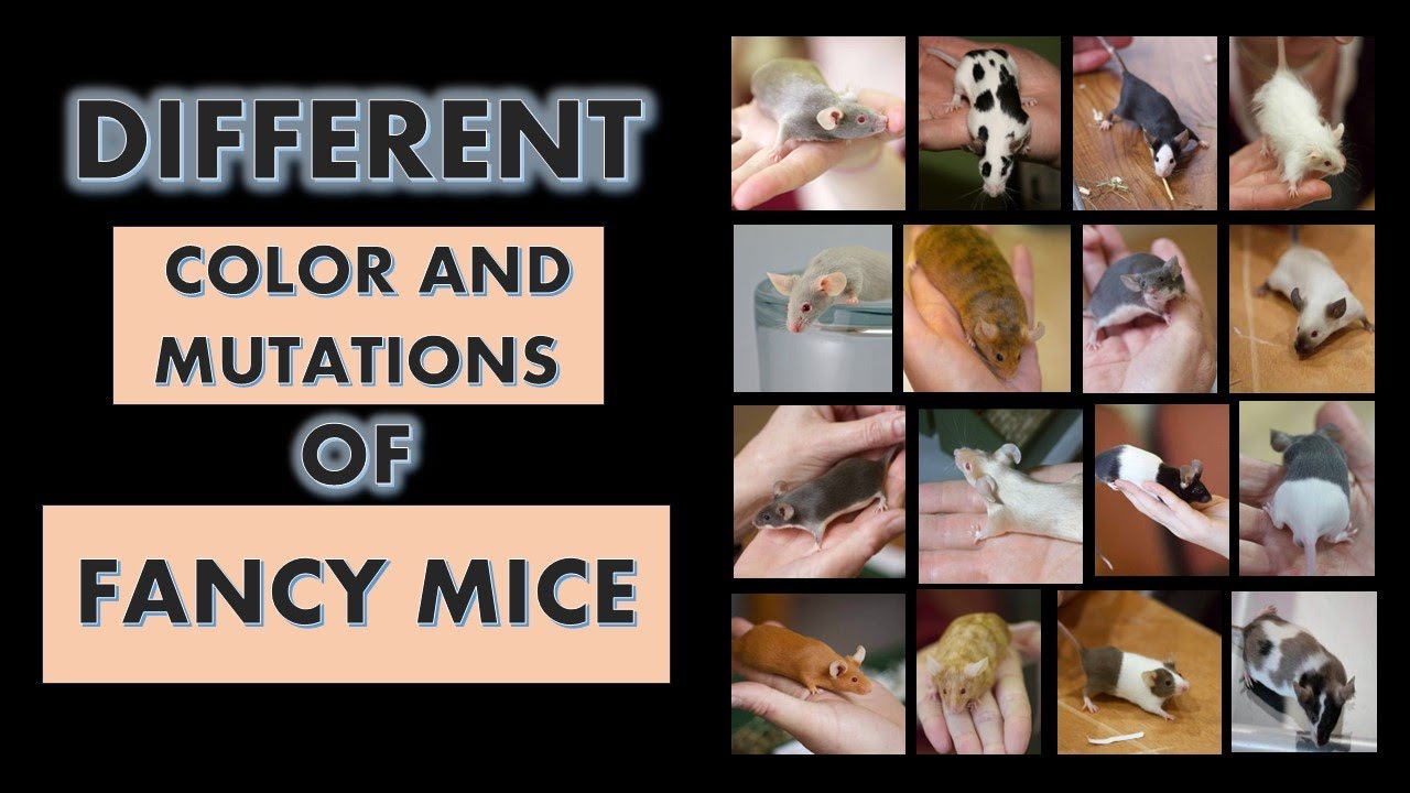 Different Colors and Mutations of Fancy Mice l Fancy Mice Colors l Types of Fancy Mice