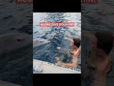 DID THIS DOLPHIN ENCOUNTER BECOME AGGRESSIVE?