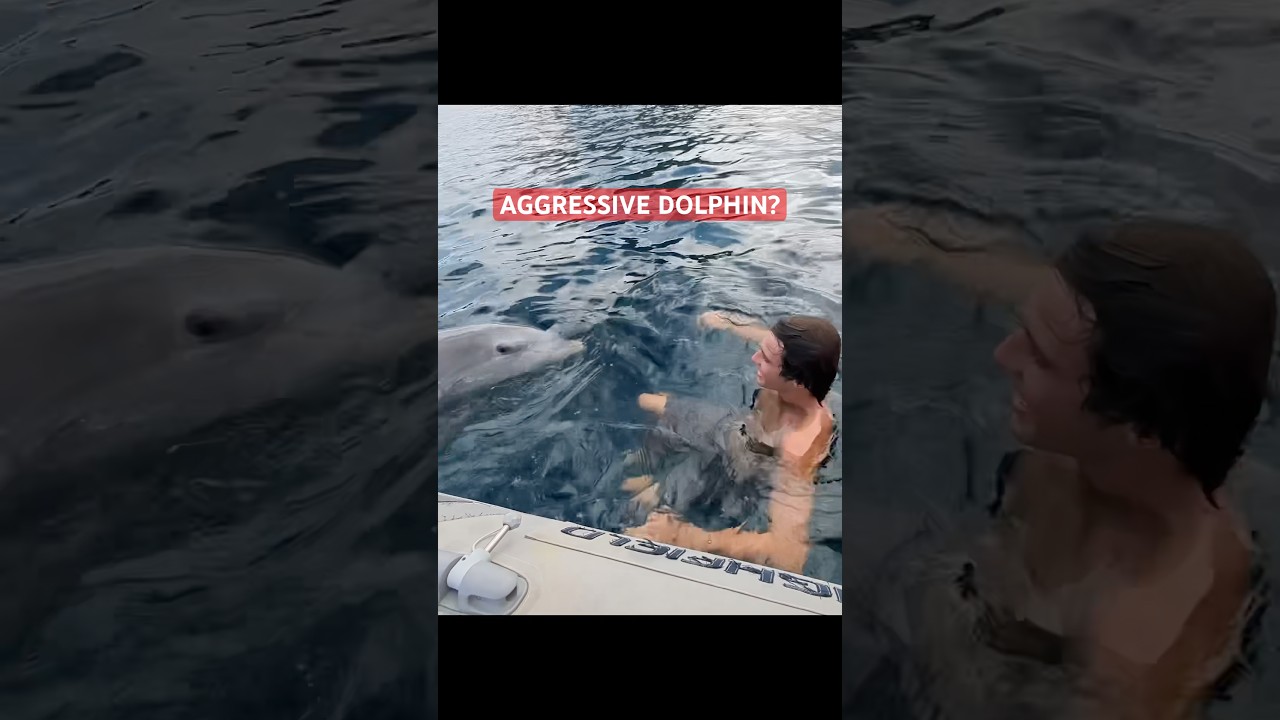 ⁣DID THIS DOLPHIN ENCOUNTER BECOME AGGRESSIVE?
