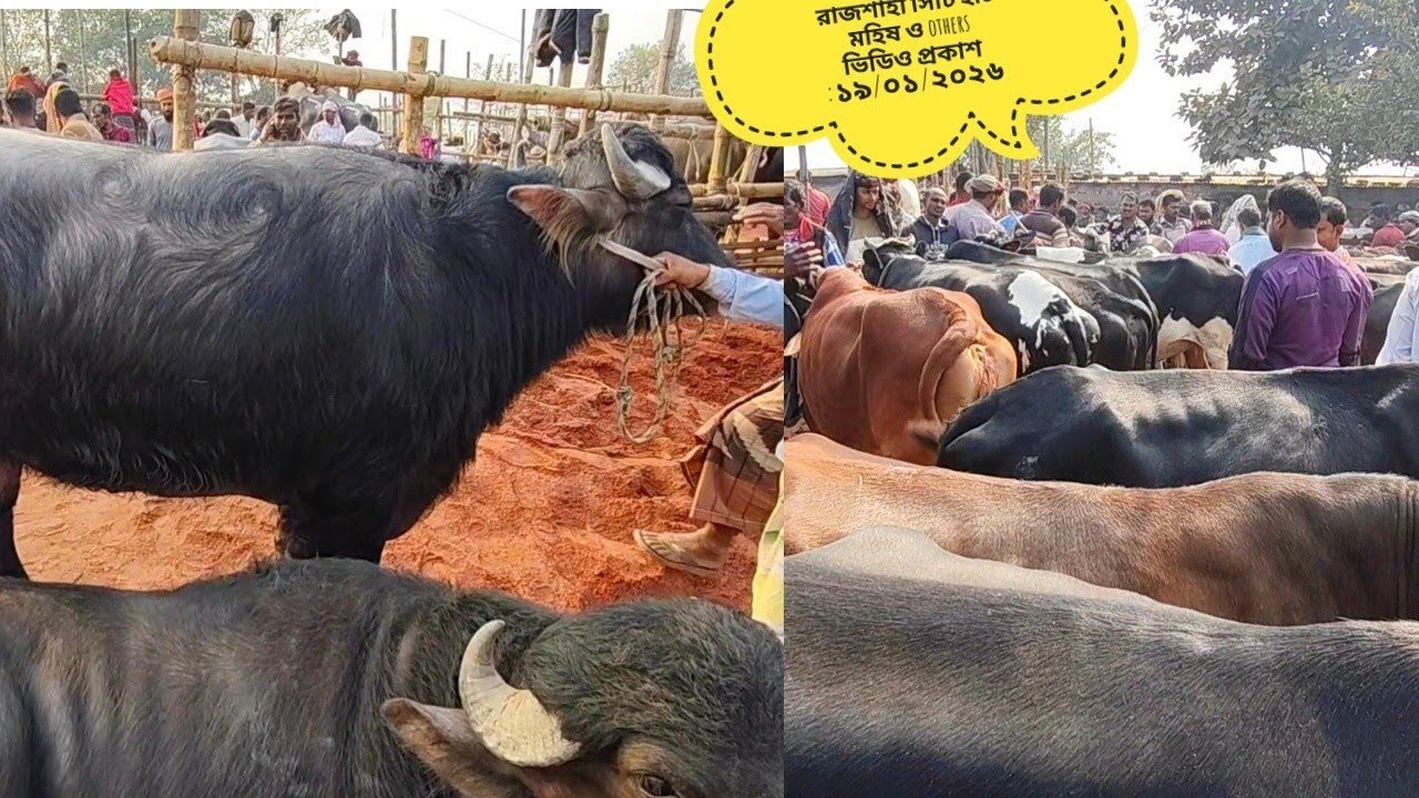 রাজশাহী সিটি হাট মহিষ,গাভী ও বিক্রিত গরুর দরদাম part=02 ভিডিও প্রকাশ ১৯/০১/২০২৬