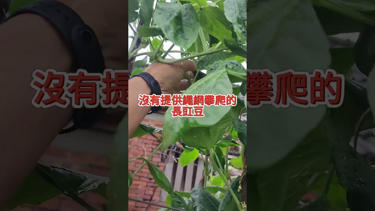 [家庭種植日常]55 夏天用來調整種植空間 順道種點颱風預備菜... 縮圖