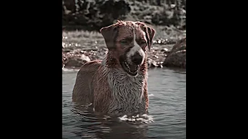 A Good Dog Buck Edit Камин EMIN JONY Slowed Reverb 