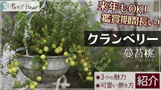 Perfect for Summer] Here's the cutest way to decorate cranberries