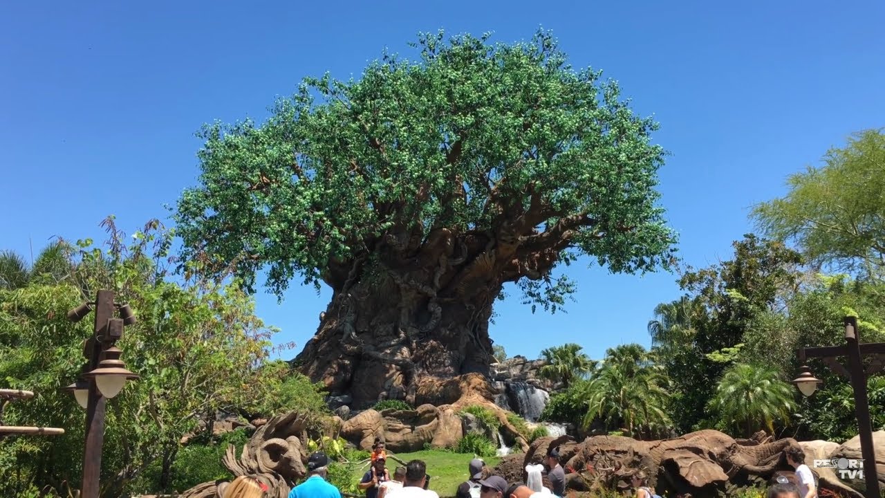 Animal Kingdom Live Stream (Pandora) and Fan Name Reveal - 10-20-17 - Walt Disney World