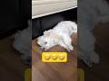 1時間派手に暴れた結果がコレ🤣🤣🤣#shorts #可愛い犬 #マルチーズ