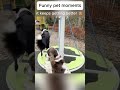 Daily funny pets 54