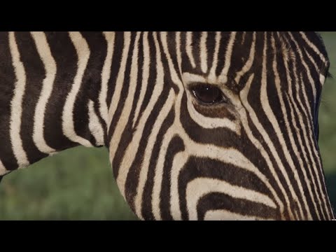 ज़ेबरा काले और सफेद क्यों होते हैं? | जंगली भूमि: दक्षिण अफ्रीका | बीबीसी अर्थ