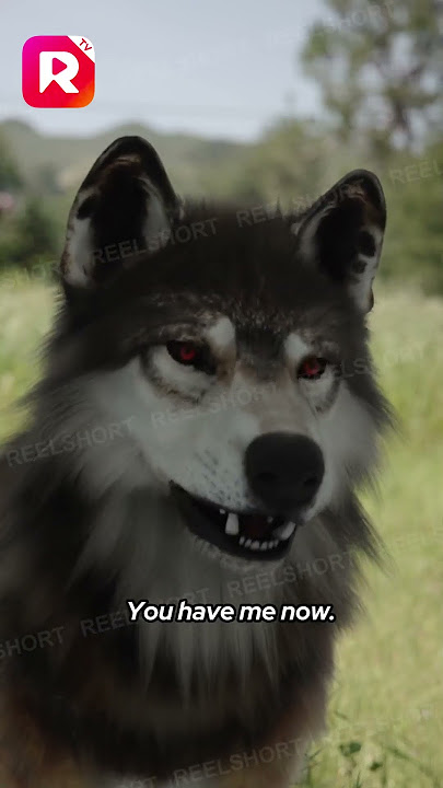 Destined Love with the Lycan Prince New Episode/1min playlet #lycan #wolf #werewolf