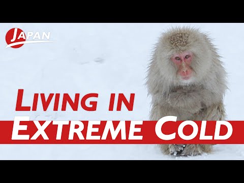 Snow Monkey Park, Discover Their Secret to Braving the Extreme Cold | Nagano, Japan Trip