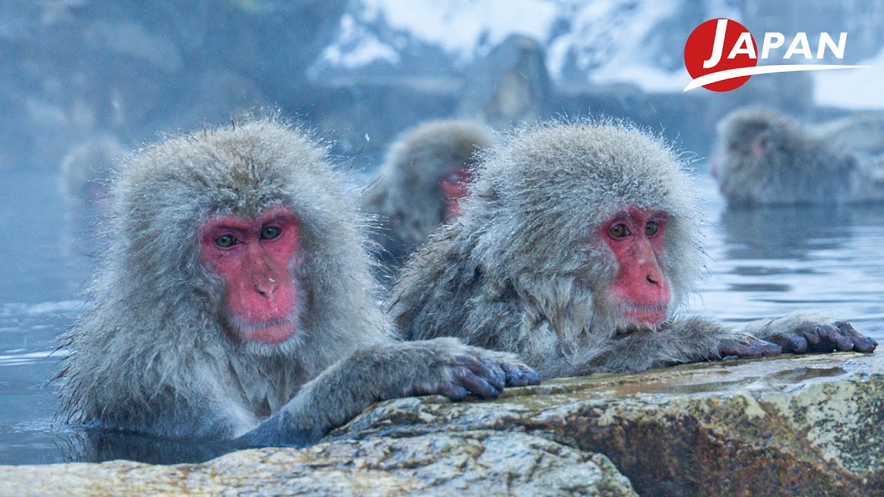 Snow Monkey Park, Discover Their Secret to Braving the Extreme