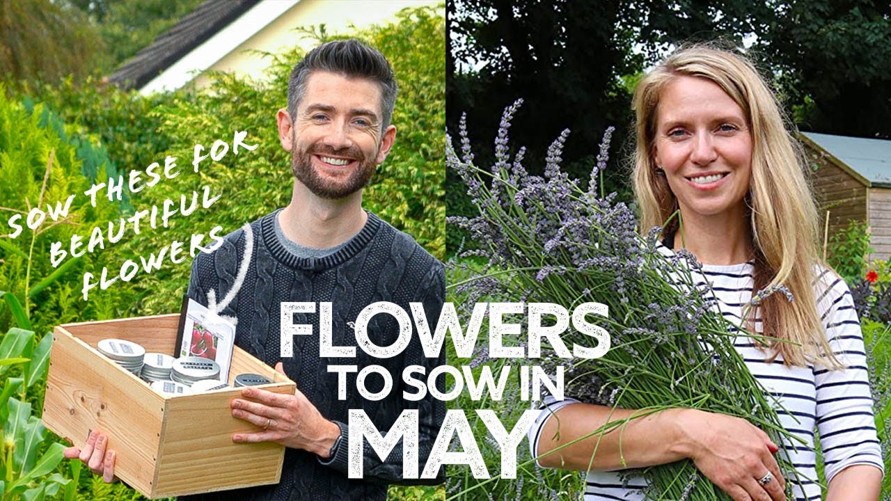 What Flowers to Sow in May Flowers to Sow in Spring What to Sow Now
