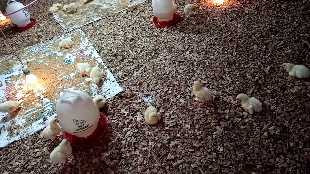 Ternak ayam 
