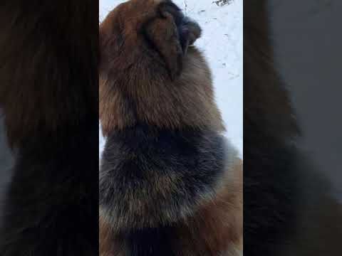 как Чесать собаку