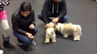 Older Havanese looks out for and mentors puppy