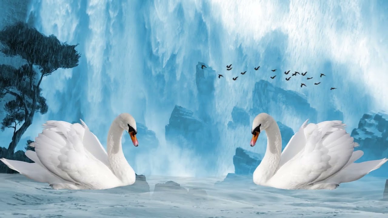 Experience the Serenity of Swans in Waterfall: A Video by Yokemate
