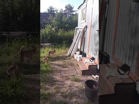 Собака без поводка