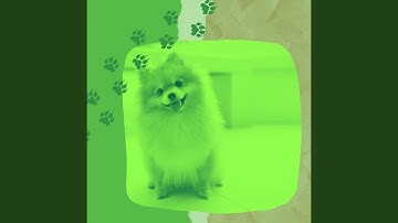 Successful Backdrops for Relaxing Your Dog