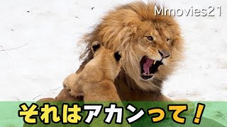 【イクメンオリト】娘に襲われた時の対応に感動する〜旭山動物園のライオン一家の成長記録 Orito the Lion and family at Asahiyama zoo