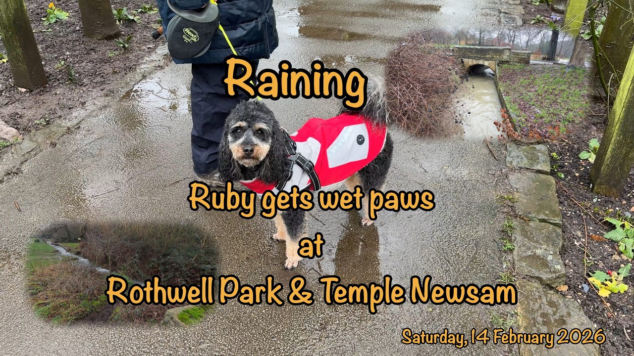 Raining Ruby 2026 02 13 Raining - Ruby gets wet paws at Rothwell Park & Temple ...