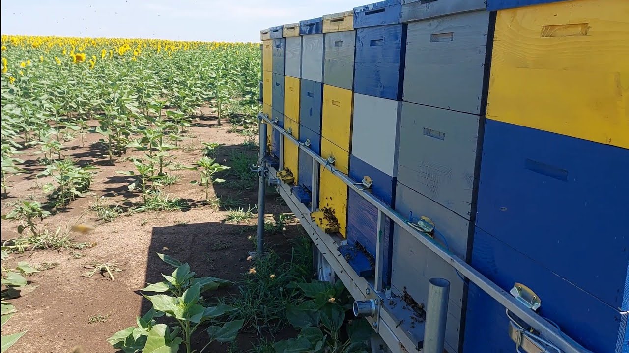 Floarea soarelui 2024, cules, mortalitate albina !!!