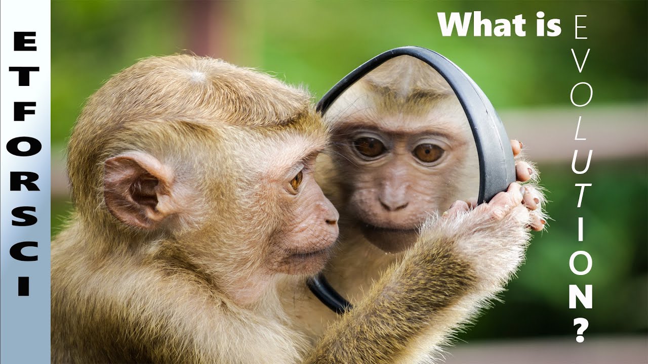 What is EVOLUTION? (Evrim nedir?) | ETForSci