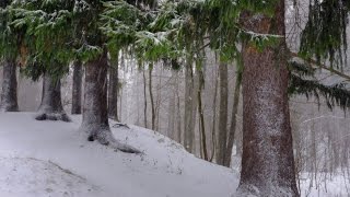 Шуваловский парк видео Усадьба Шуваловых