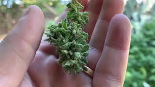 2019 Outdoor Grow 🌱 Stock Splitting with a drill 🌳