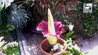 Corpse Flower Blooming Time Lapse - Cincinnati Zoo