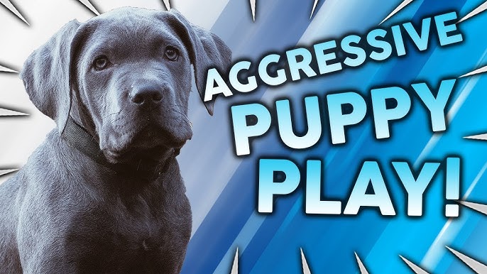 How to Tell If Dogs Are Playing or Fighting & Playing Too Rough