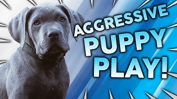 How To Stop Aggressive Puppy Play!