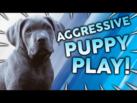 Video: Puppy Rough sau Aggressive este normal?