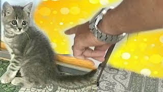 ПАПА поставил котенка Макса в угол, но он растопил его сердце Смешной кот малыш ПАПА поставил котенка Макса в угол, но он растопил его сердце Смешной кот малыш