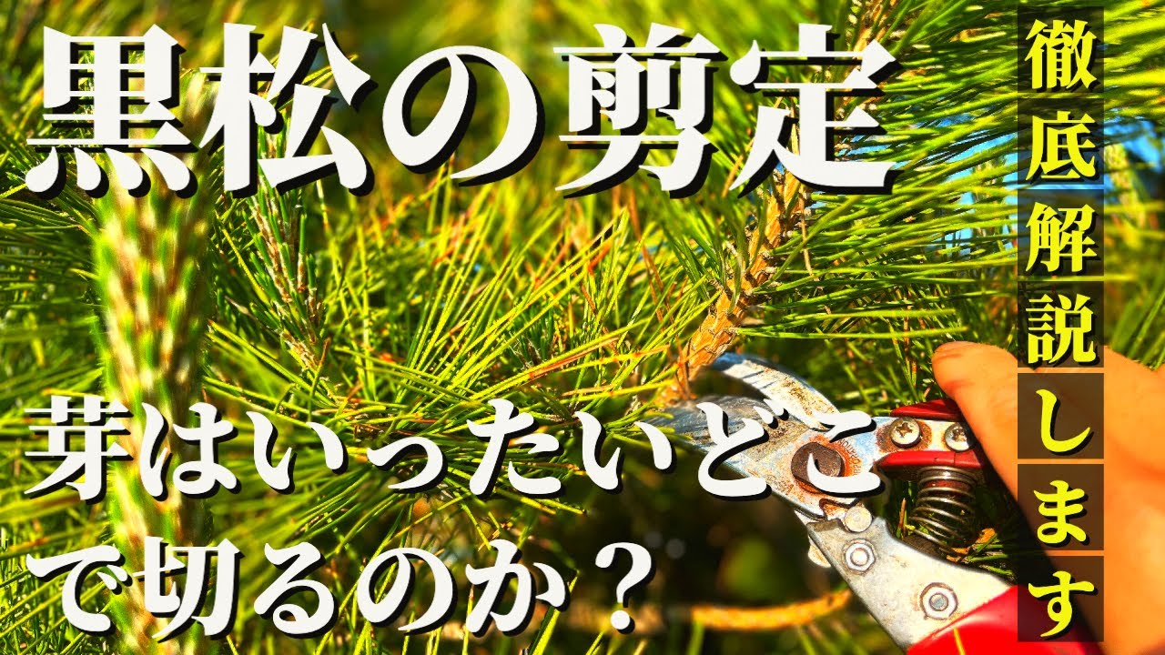 【黒松の剪定 #10】芽はいったいどこで切るの？樹冠の整え方も徹底解説します！