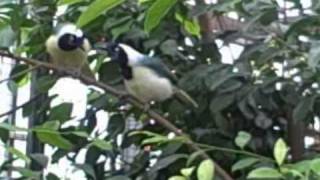 Baltsgedrag Groene Gaaien In Avifauna