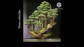Amazing Bonsai Forest