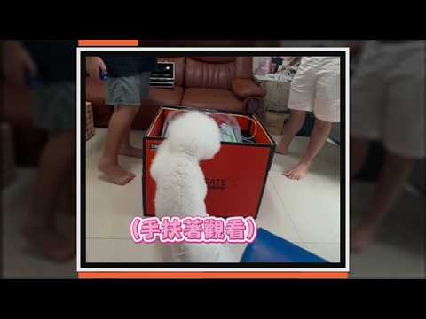 比熊也迷戰鬥陀螺 一開轉秒墊腳圍觀 #Shorts