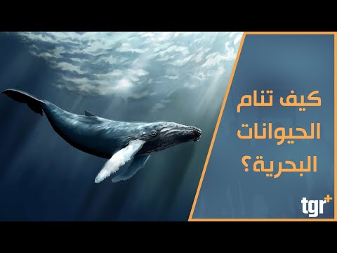 فيديو: كيف تنام الدلافين؟ الحقيقة والخيال عن نوم الدلفين
