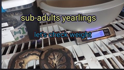 BallPython weight checking on sub-adult yearlings